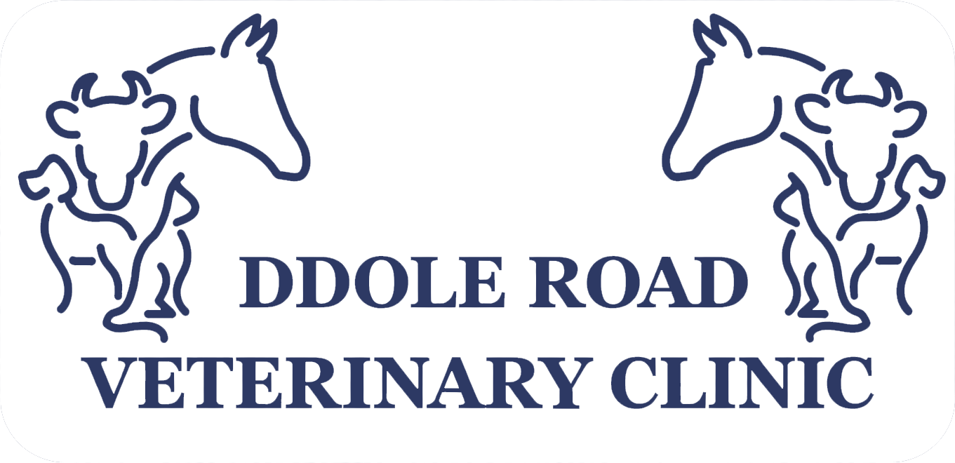 Visit Ddole Road Veterinary Clinic home page